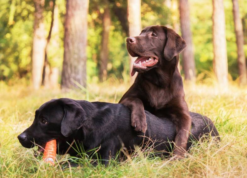 labrador retriever dog breed on the field dog run